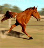 funny-two-legged-horse-smiley-emoticon.g
