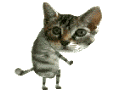 Dancing Cat animated emoticon