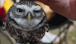 Petting owl emoticon (Bird emoticons)