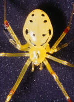 Hawaiian Spider Smiley Back emoticon (Bug and insect emoticons)
