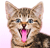 Kitty Tongue animated emoticon